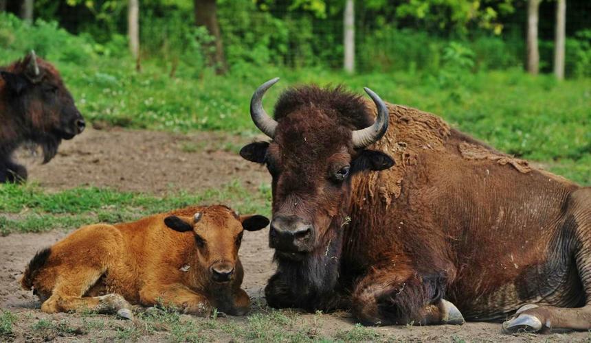 Two bison looking at camera