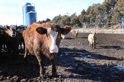 Under Roof Or In Open Yard Best Option For Keeping Cattle Comes