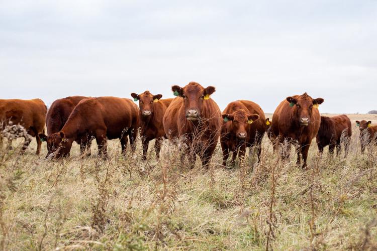 Ressler Land & Cattle Cows on grasslands.