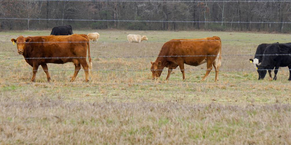 Beef cows in field