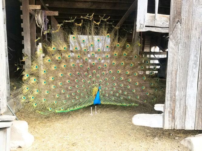 6 peacock gail bleidt.jpg