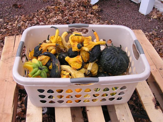 Gourds
