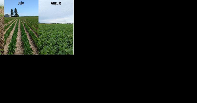 Innovative solutions for organic corn - Vimarsana News