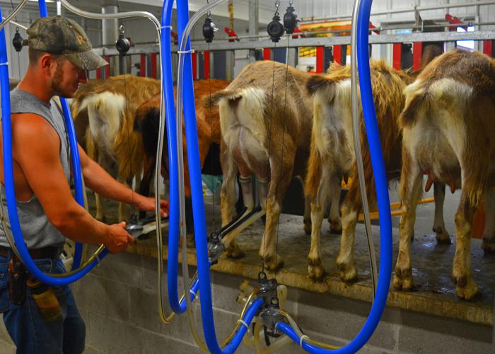 Korey Statton prepares for milking