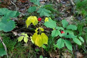 Ginseng berries