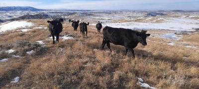 Herman ranch busy with show animal projects