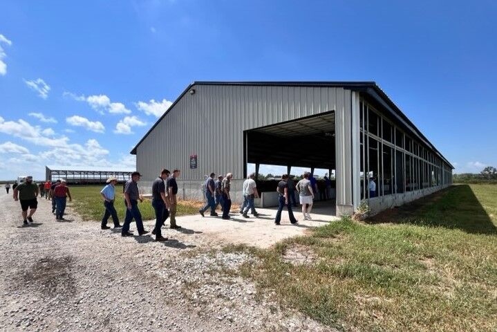 Confined cattle 3.jpg