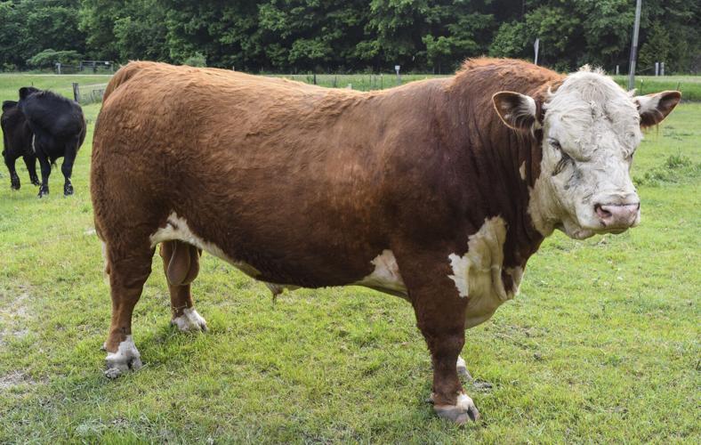Hereford bull at Sandrock Ranch
