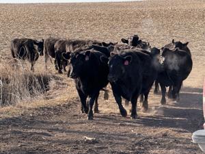 Cows on the move as calving season approaches