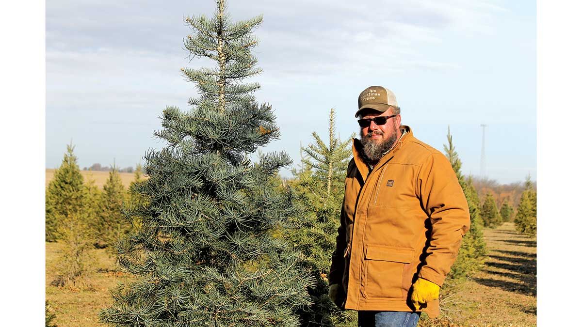 Dave Phillips Christmas Trees