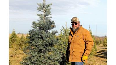 Dave Phillips Christmas Trees