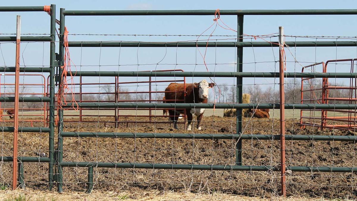 chute-4---Cattle-handling