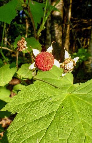 Berry
