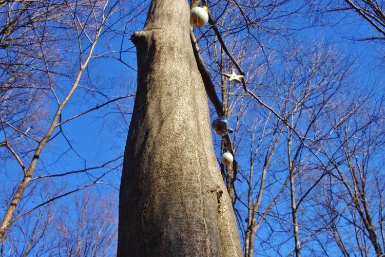 Blue beech tree