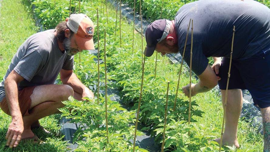 check peppers growing on their farm