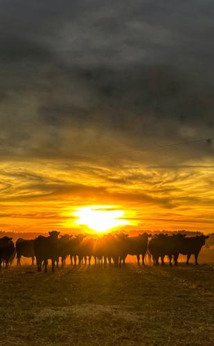 Sandhills Sunrise (4).jpg