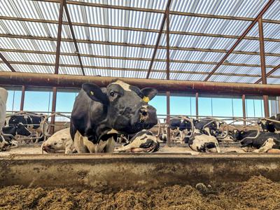 Dairy cow