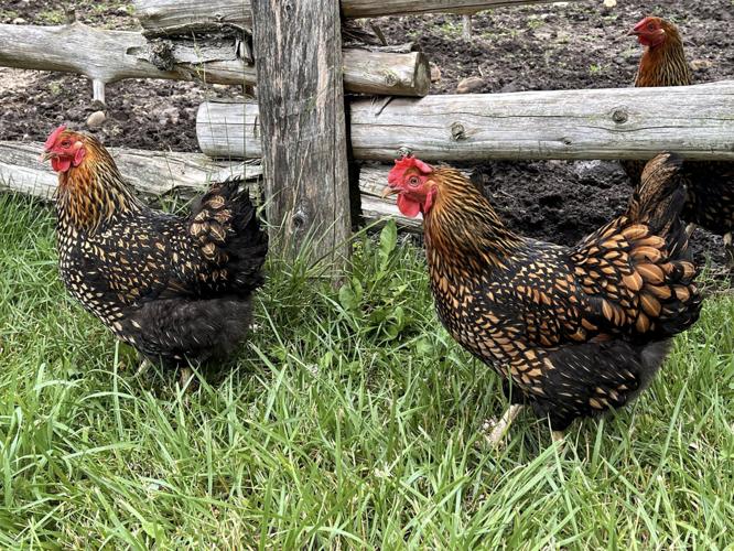 Chickens