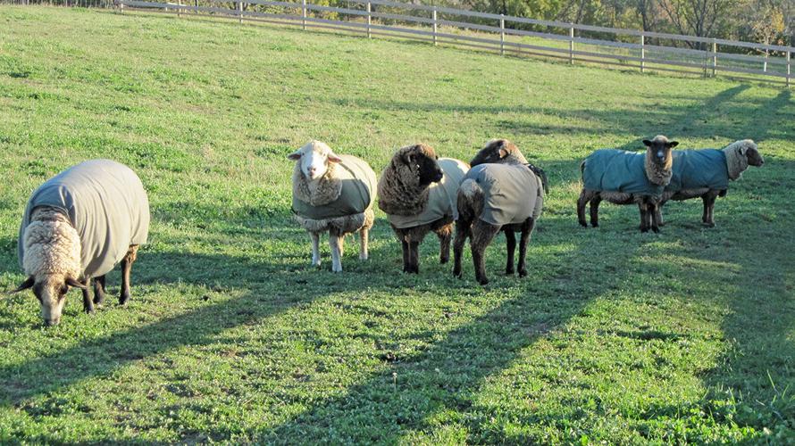 Romeldale/CVM and Romney sheep