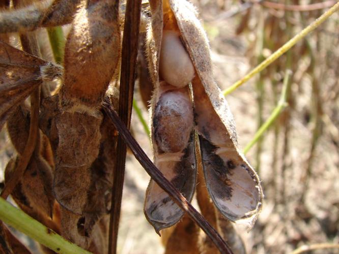 Diaporthe infection