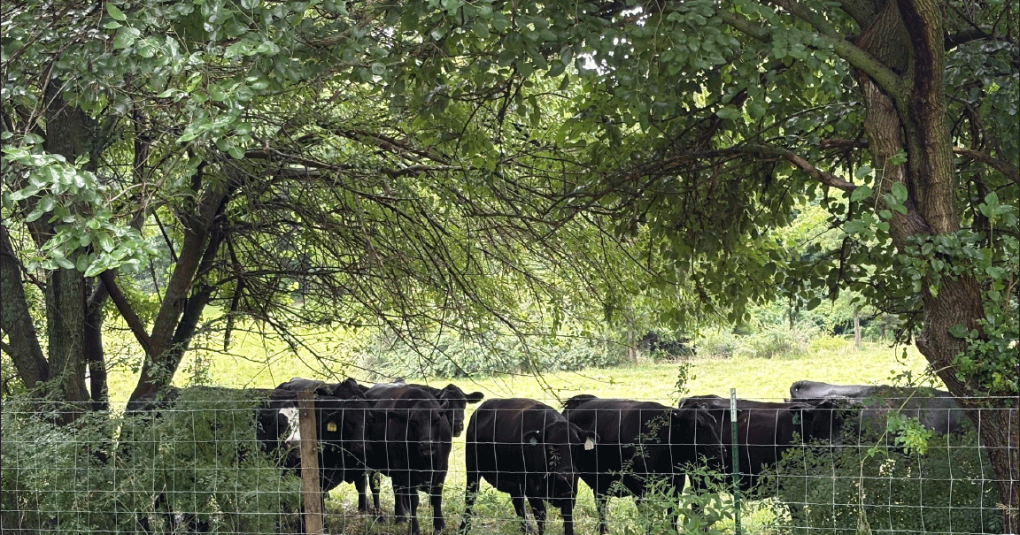 Snapshot of the Season: cattle find shade