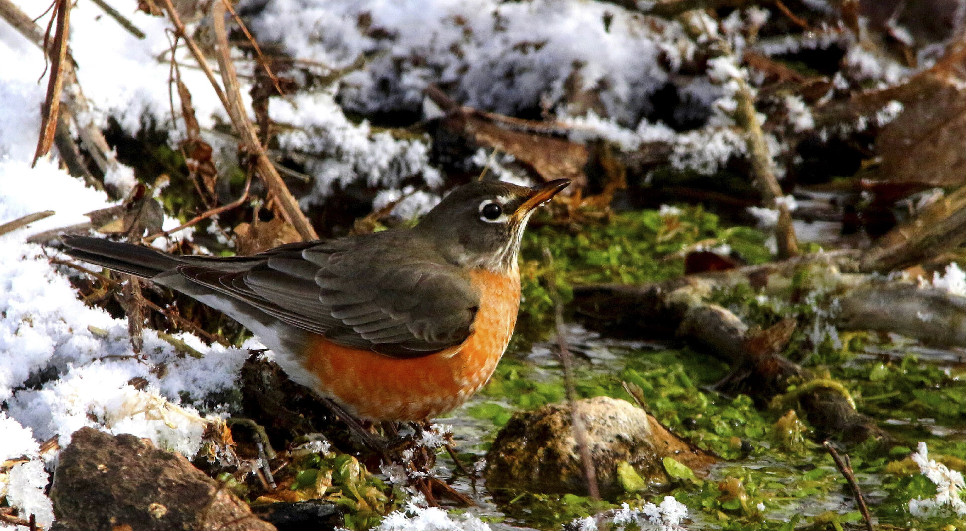 Winter opportunities still abound
