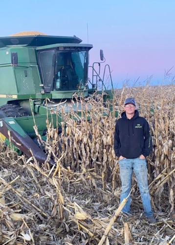 Corn harvest
