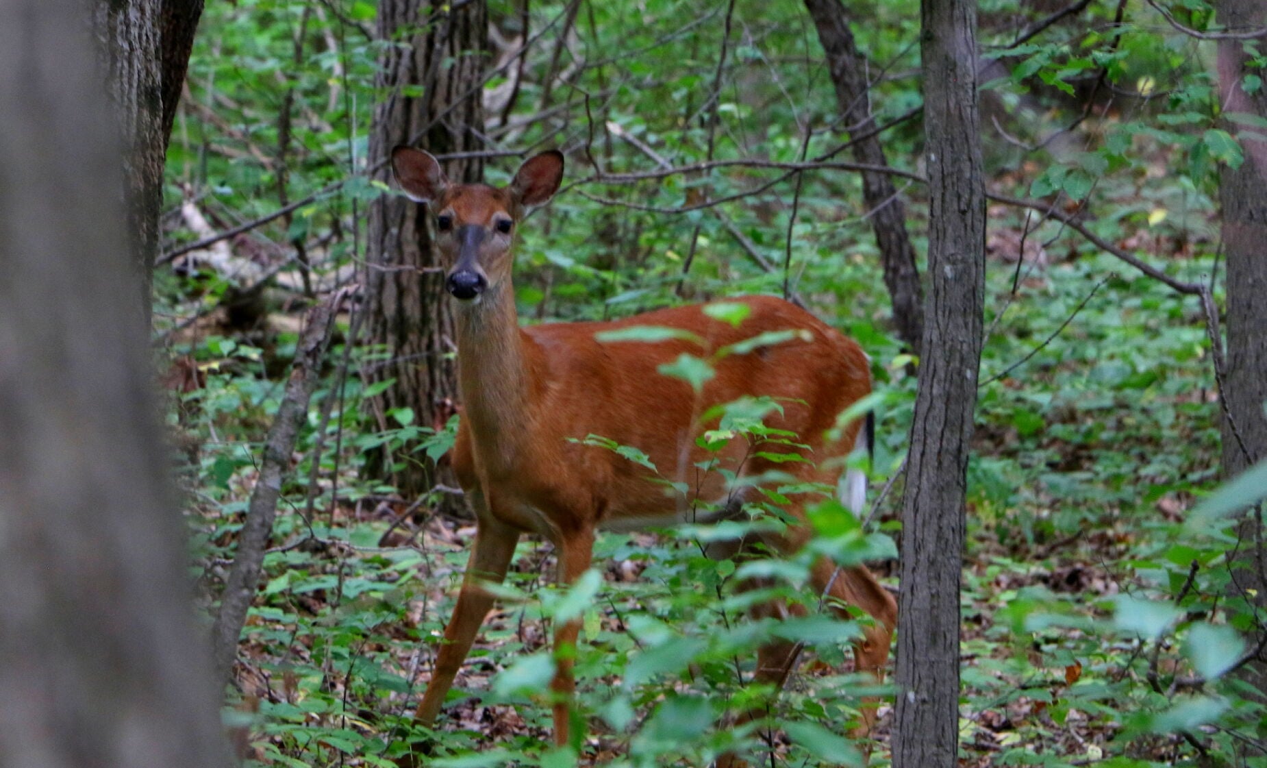 Deer