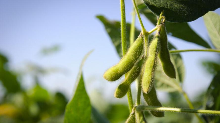 Soybeans