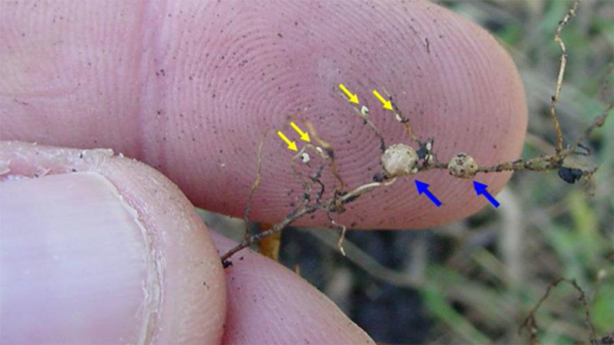 Soybean root with white SCN females