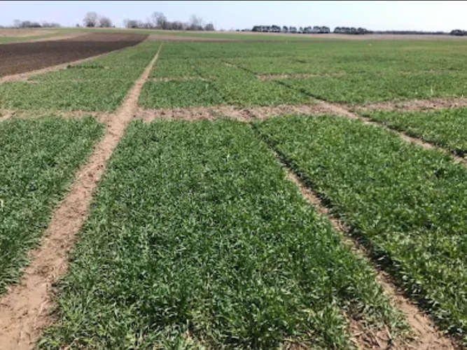 Hybrid rye plots