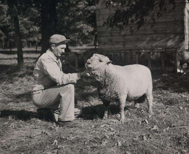Historical photo of Ryberg and sheep