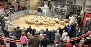 Livestock sale