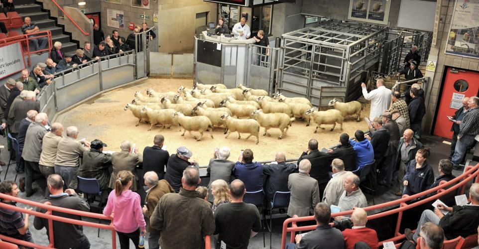 Livestock sale