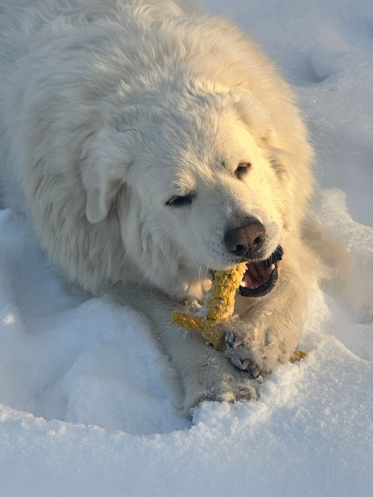 Candid Canine Corner