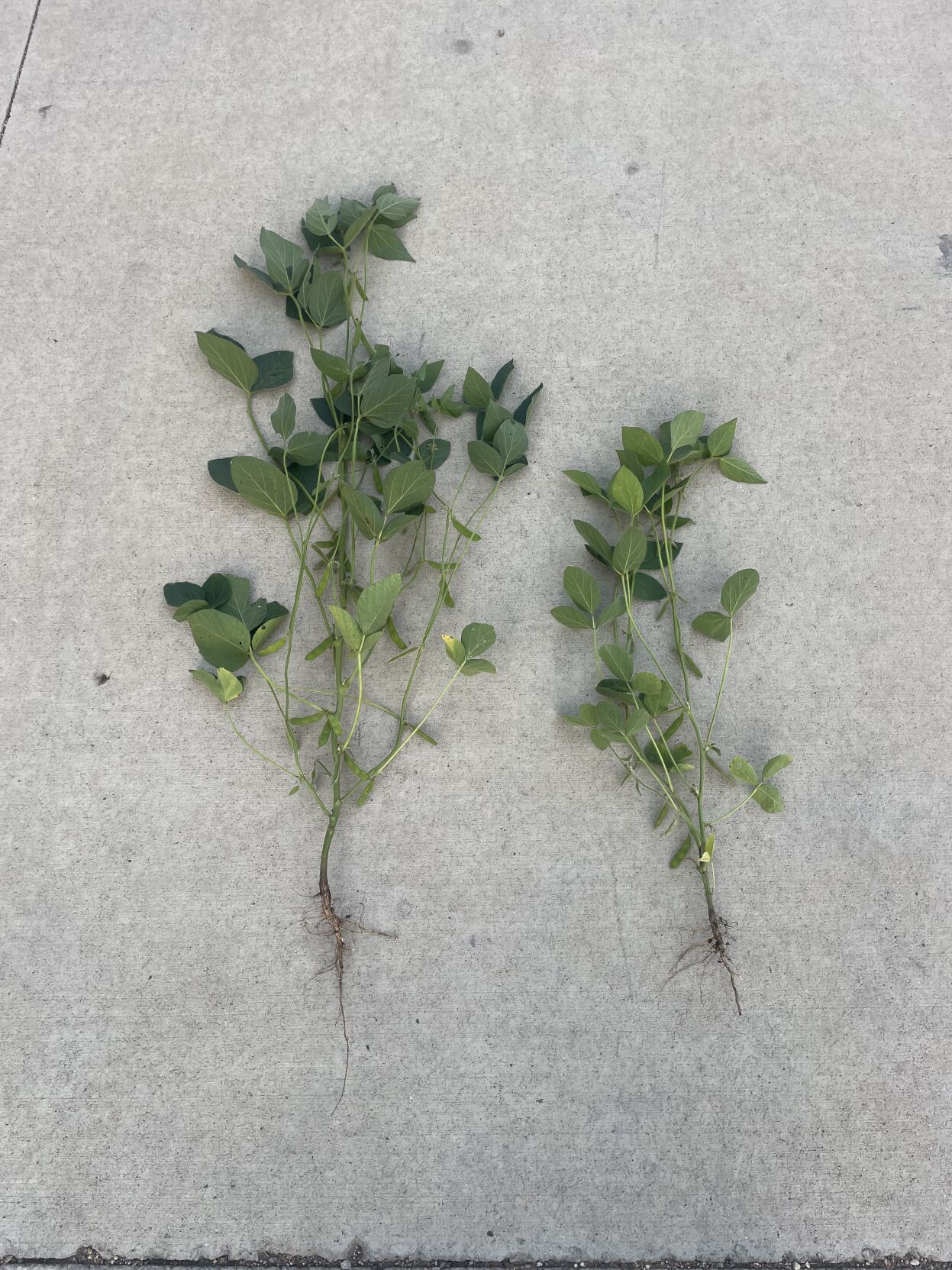 CW Wittnebel (4).JPG