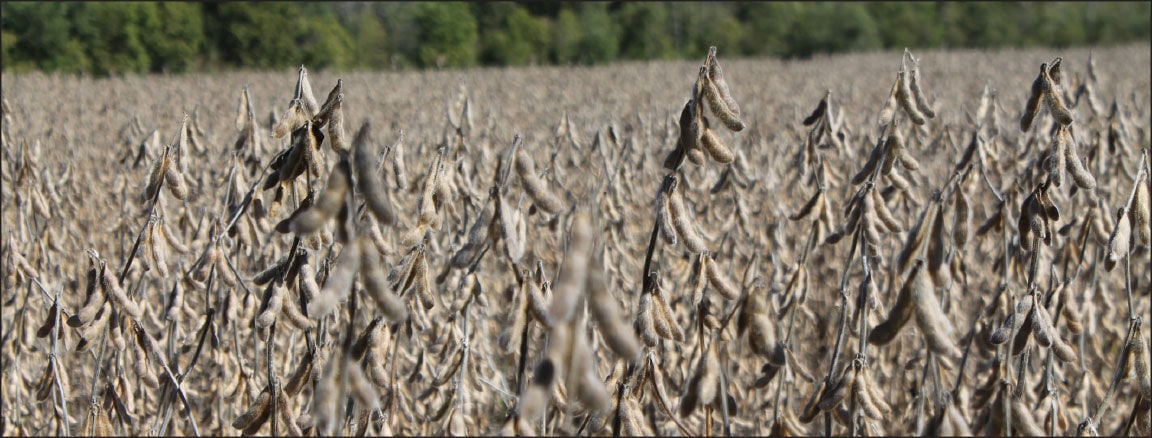 soybean field