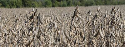 soybean field