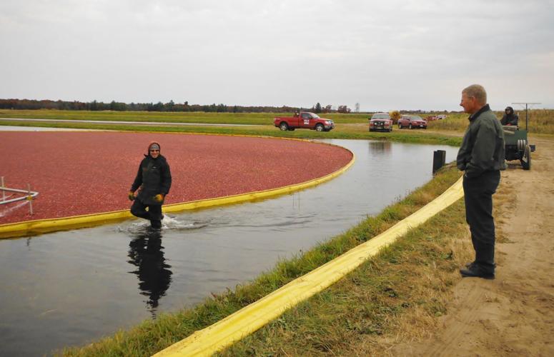 Marklein watches as cranberries corralled