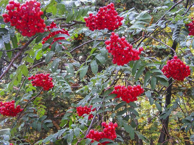 Mountain Ash berries
