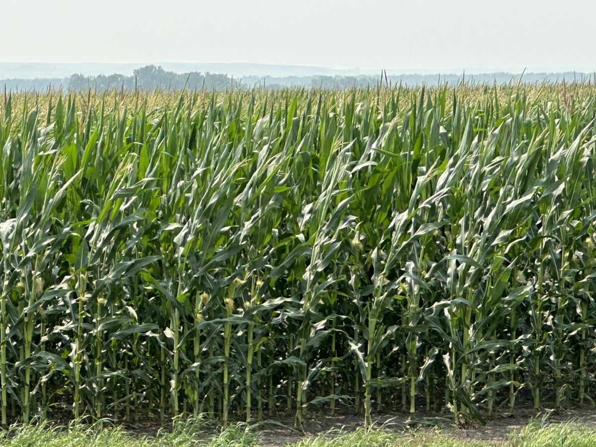 Corn to ethanol