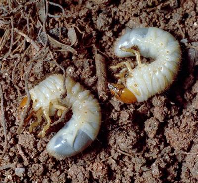 white grubs
