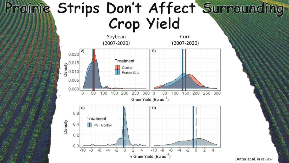 Strips don't affect crop yield