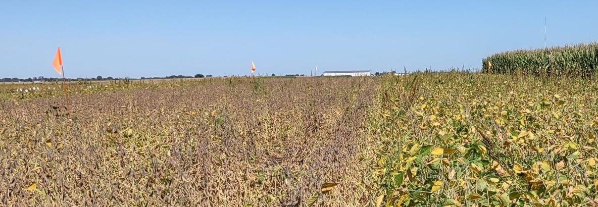 Soybean field