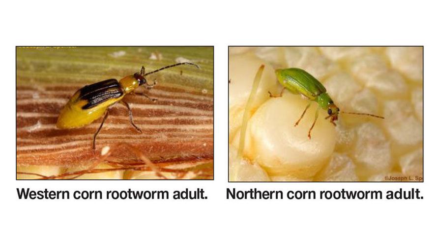 Rootworm photos