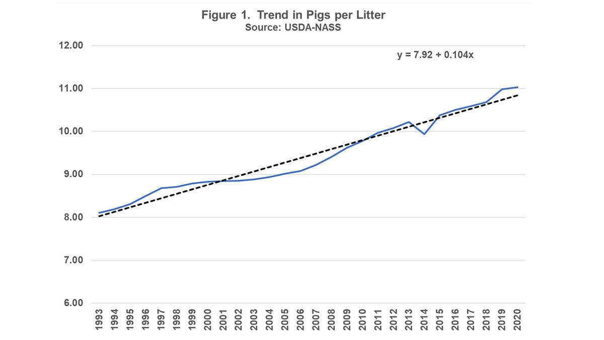 Pigs per litter leaps in longterm trends Livestock