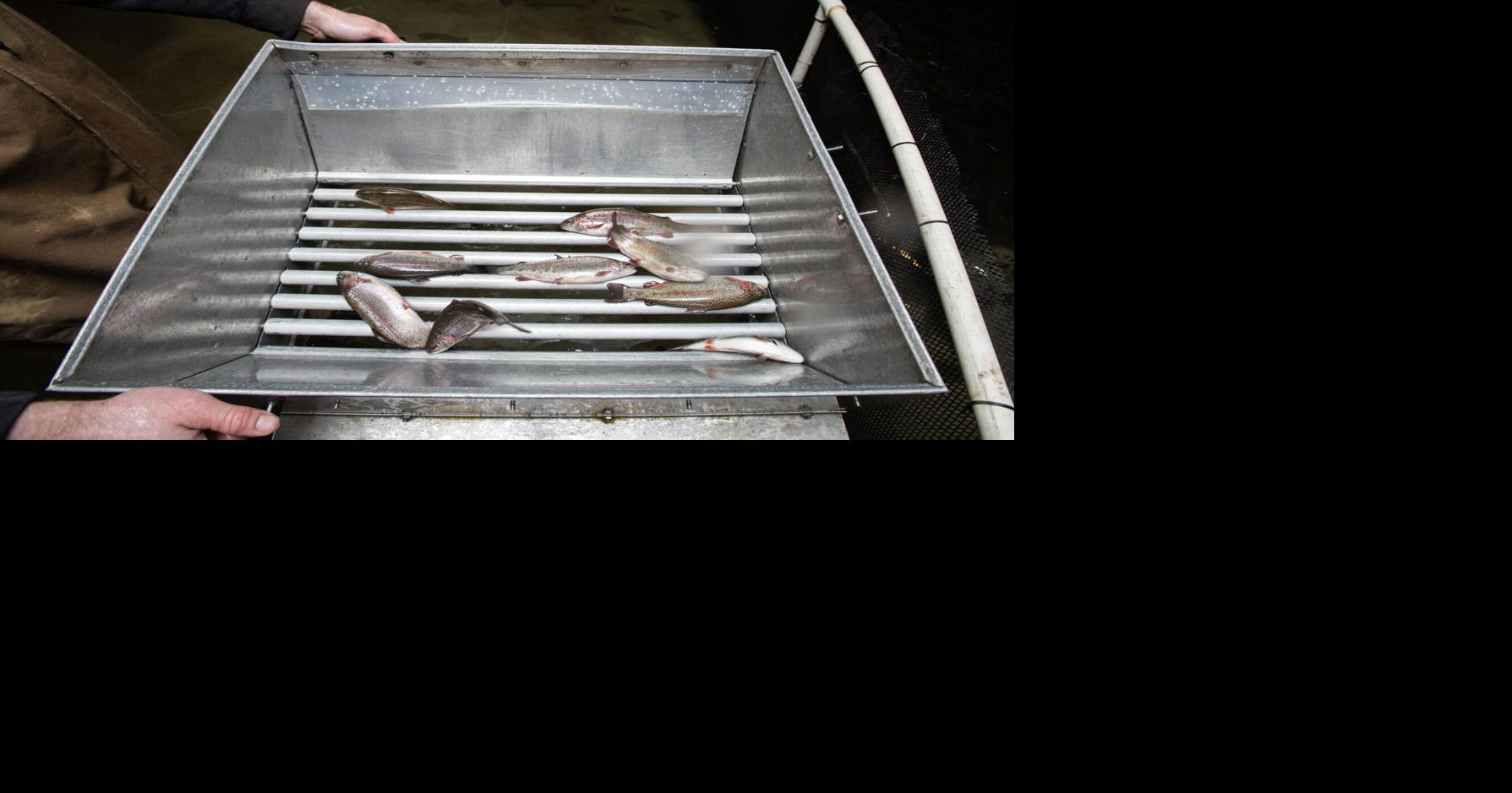 Shrimp farming (2).jpg