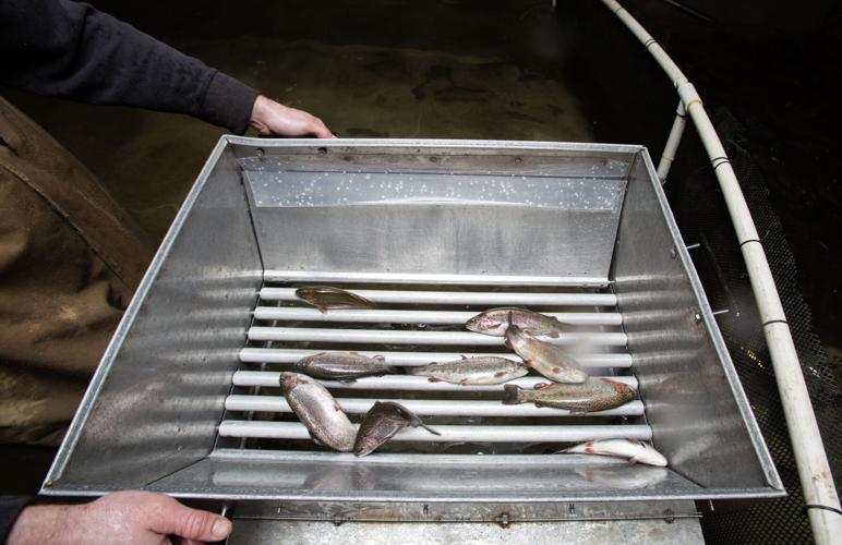 Shrimp farming (2).jpg