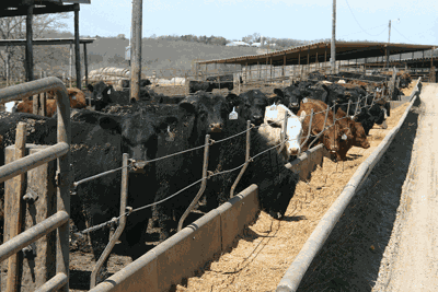 Calves feeding