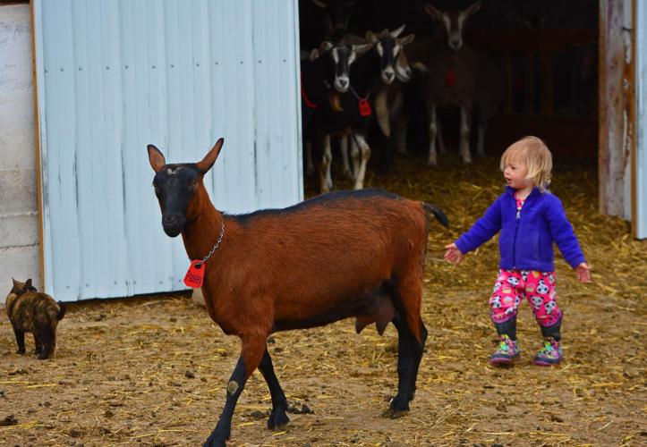 Ellsie Statton herds goat